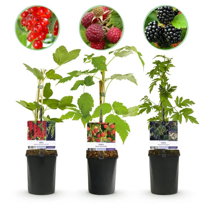 Der ultimative Beeren-Mix: So ziehst du Johannisbeeren, Himbeeren und Brombeeren erfolgreich auf - Green Guardia - Ihr Experte für Schädlinge und Pflanzen