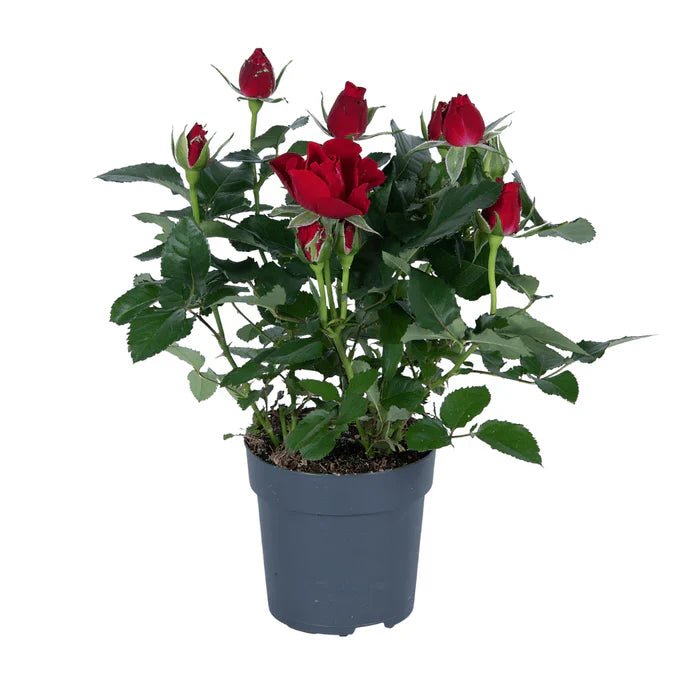 Die Rote Rose – Zeitlose Eleganz und Tipps für eine endlose Blütenpracht - Green Guardia - Ihr Experte für Schädlinge und Pflanzen