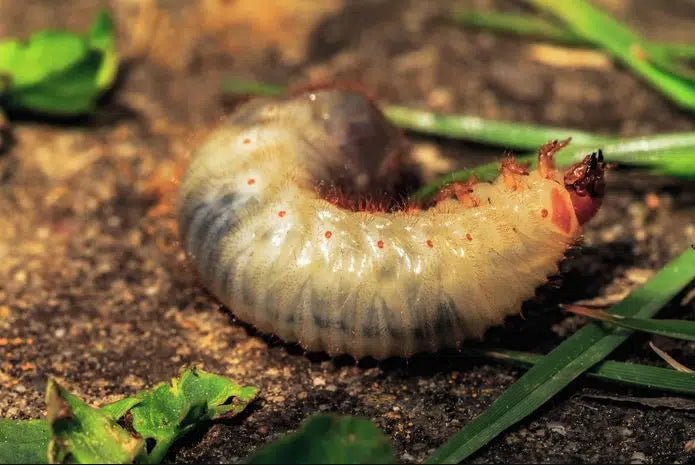Engerlinge natürlich bekämpfen: Effektive Methoden für Ihren Garten - Green Guardia - Ihr Experte für Schädlinge und Pflanzen