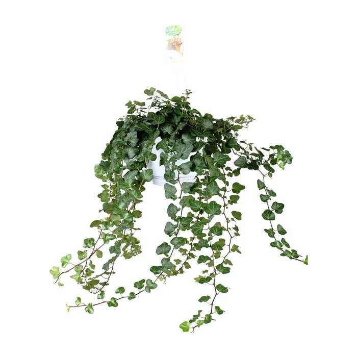 Hedera ‘Wonder Green’ – Der zeitlose Kletterkünstler für ein gesundes Raumklima - Green Guardia - Ihr Experte für Schädlinge und Pflanzen