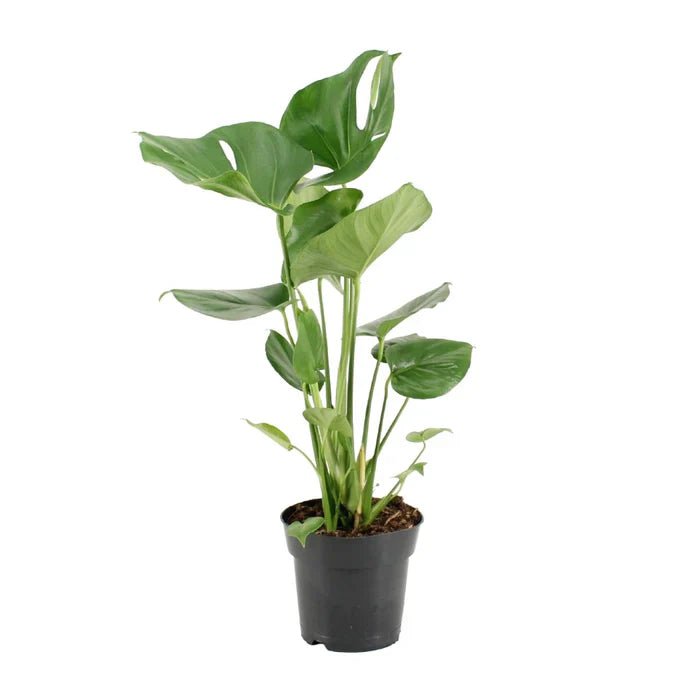 Monstera Deliciosa – Der ultimative Guide für dein Fensterblatt - Green Guardia - Ihr Experte für Schädlinge und Pflanzen