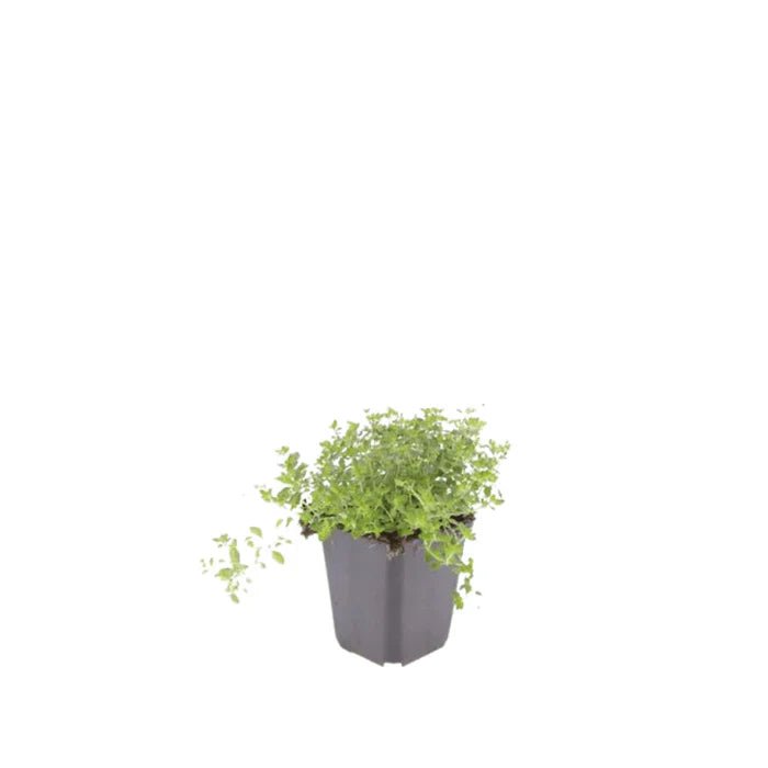 Sand-Thymian (Thymus serpyllum) – Der duftende Bodendecker für sonnige Gartenplätze - Green Guardia - Ihr Experte für Schädlinge und Pflanzen