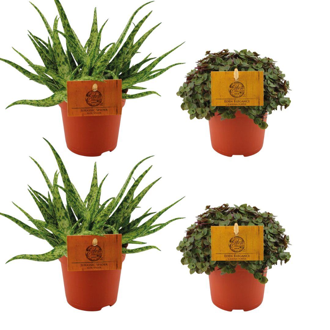 2x Aloe ‘Spider’ & 2x Callisia ‘Turtle’ – 4 Pflanzen – 10,5 cm Topf, 10 cm hoch - Green Guardia - Ihr Experte für Schädlinge und Pflanzen