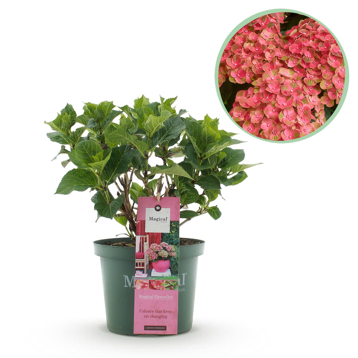 Balkonpflanze Hortensie ‘Magical Green Fire’ – 6–10 Blüten, rosa - grün, Topf 23 cm, 55 cm hoch - Green Guardia - Ihr Experte für Schädlinge und Pflanzen