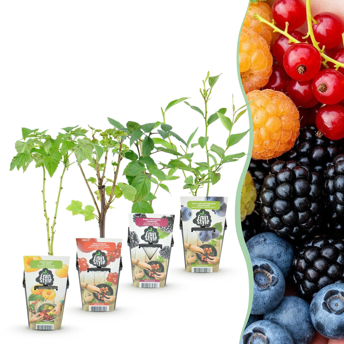 Beerenmix ‘Regenbogen’ – rote Johannisbeere, gelbe Himbeere, schwarze Brombeere & Blaubeere – winterhart – 4 Pflanzen – 9 cm Topf - Green Guardia - Ihr Experte für Schädlinge und Pflanzen