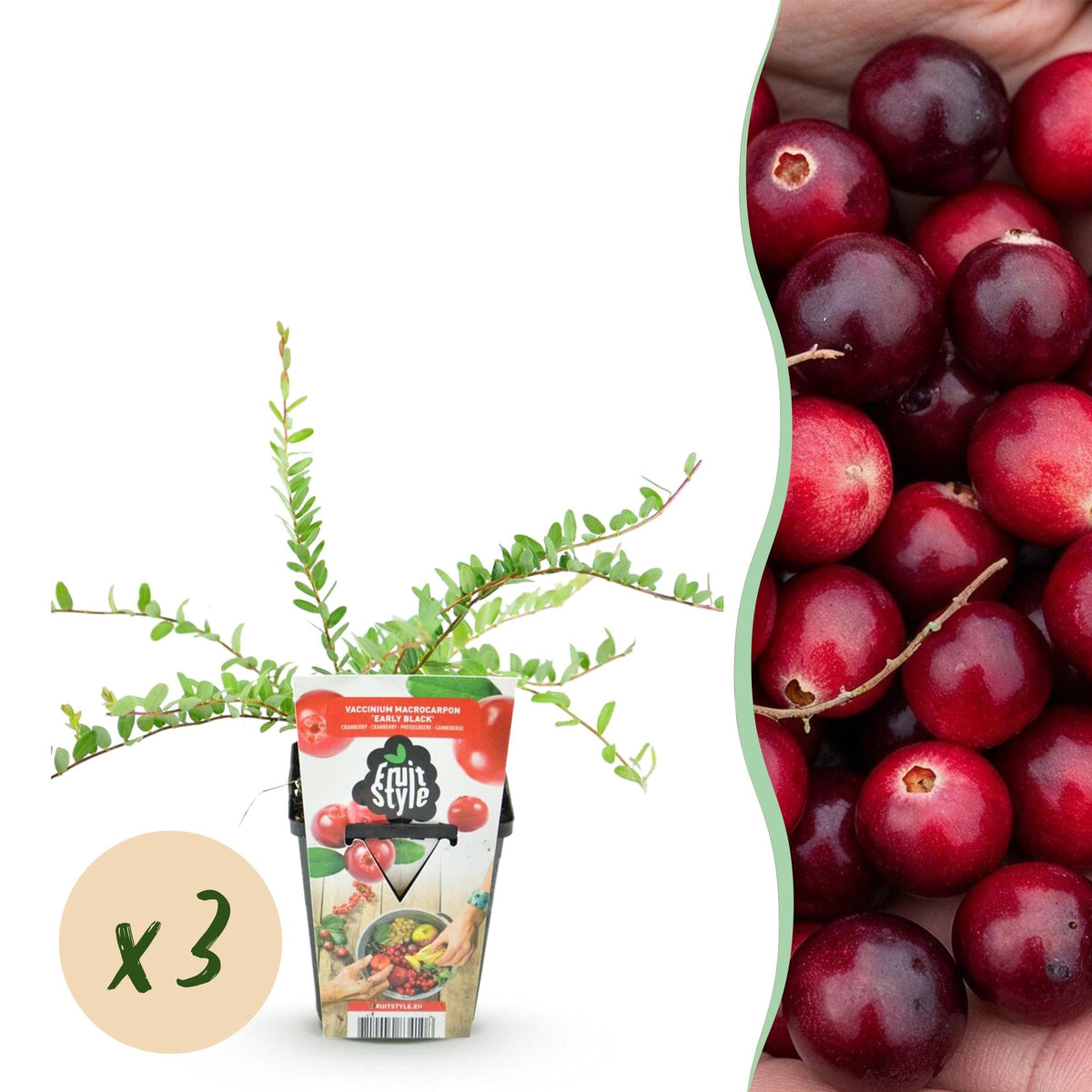 Blaubeere „Early Black“ (Vaccinium macrophylla) – winterhart, 3 Pflanzen im 9 cm Topf - Green Guardia - Ihr Experte für Schädlinge und Pflanzen
