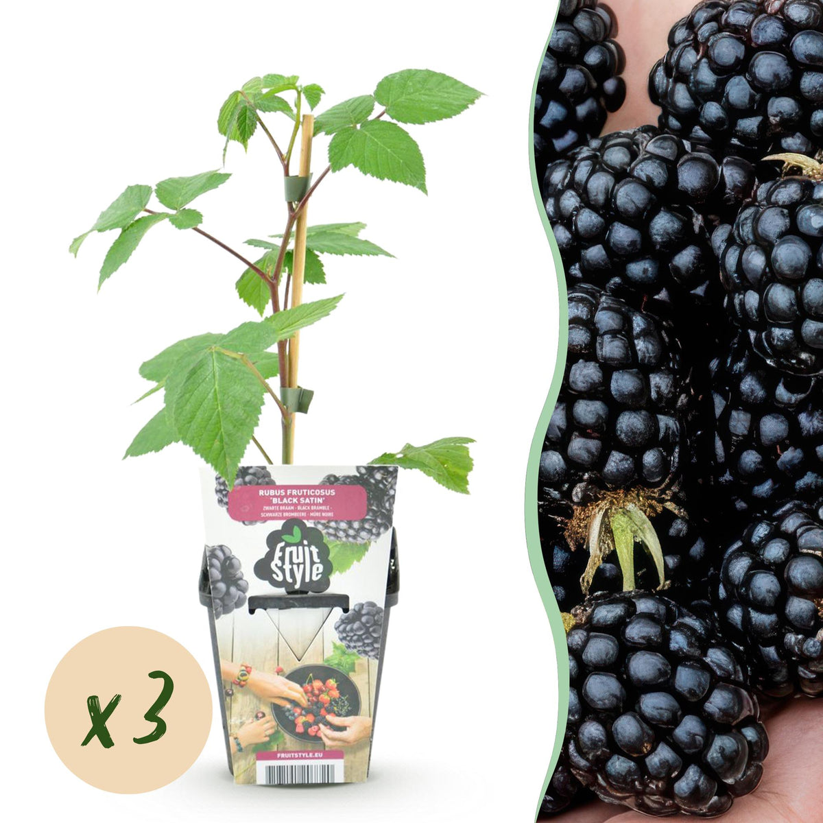 Brombeere – Rubus ‘Black Satin’ – winterhart – schwarze Brombeeren – 3 - 6 Pflanzen – 9 cm Topf - Green Guardia - Ihr Experte für Schädlinge und Pflanzen