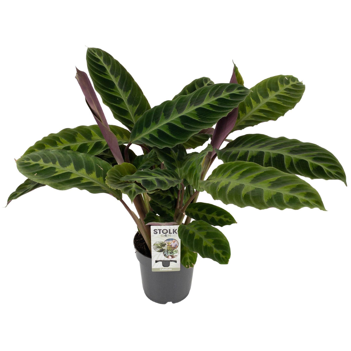 Calathea Warscewiczii – Samt - Korbmarante - 50 - 70 cm - Green Guardia - Ihr Experte für Schädlinge und Pflanzen