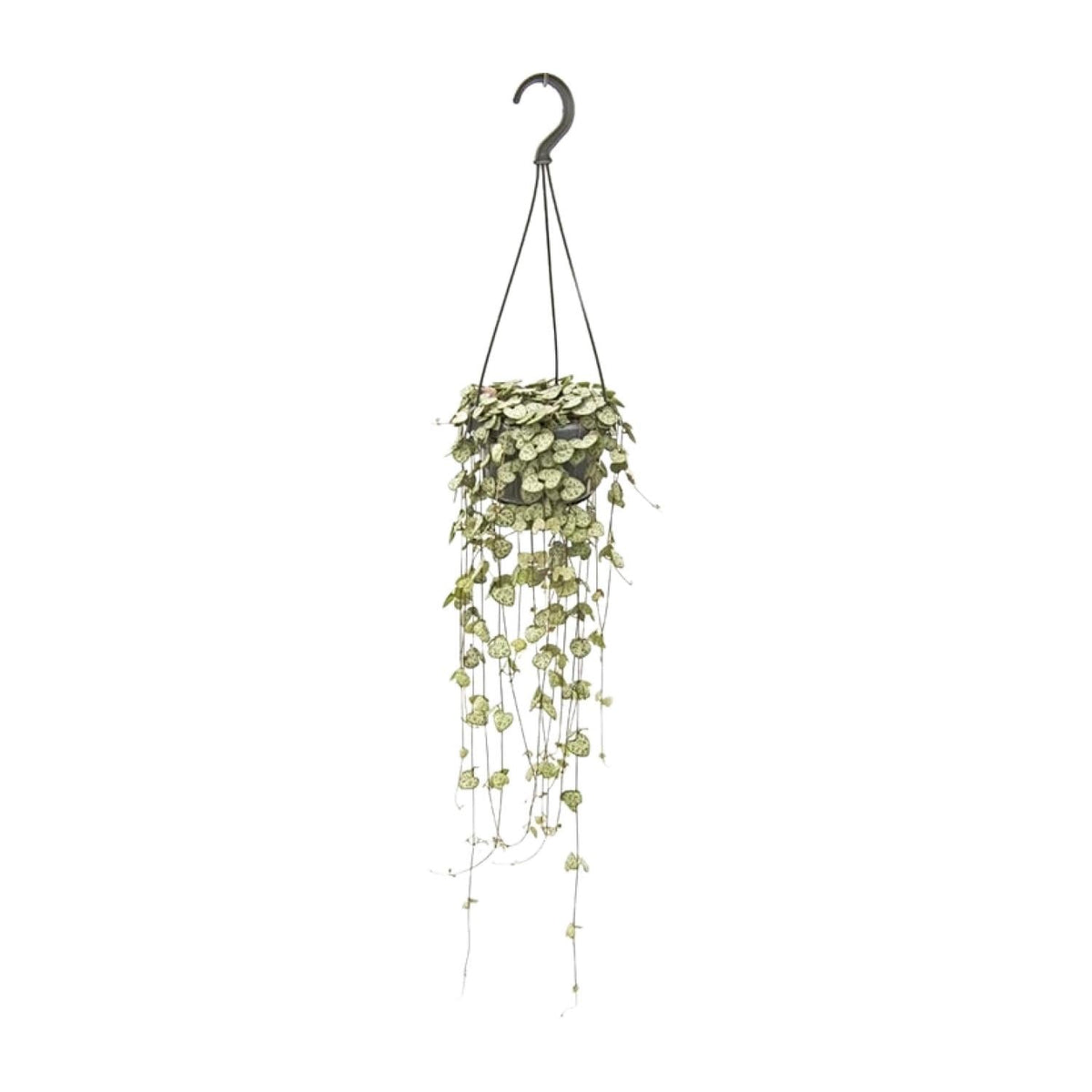 Ceropegia Woodii – Leuchterblume - 14 cm Topf, 50 cm hoch - Green Guardia - Ihr Experte für Schädlinge und Pflanzen