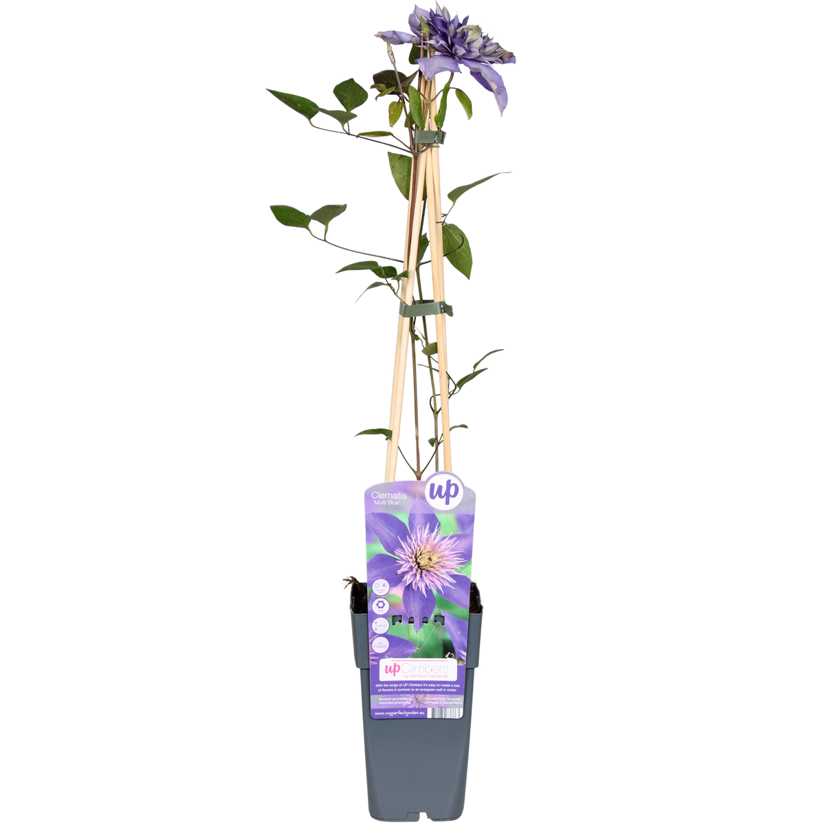 Clematis ‘Multi Blue’ – großblütige, blau - violette Kletterpflanze, 15 cm Topf, 65 cm hoch - Green Guardia - Ihr Experte für Schädlinge und Pflanzen