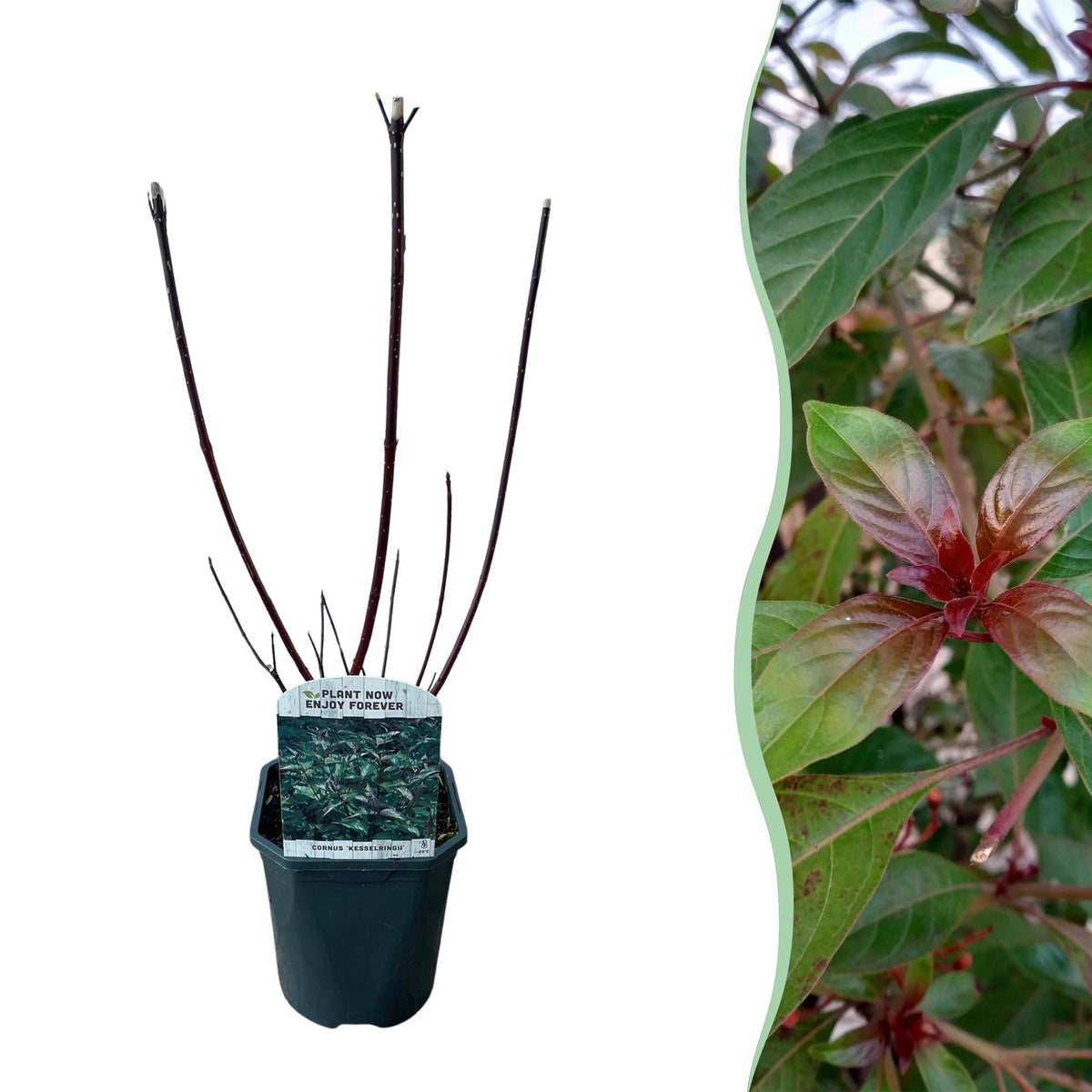 Cornus alba ‘Kesselringii’ – Zierhartriegel mit dunklen Zweigen, 45 cm hoch - Green Guardia - Ihr Experte für Schädlinge und Pflanzen