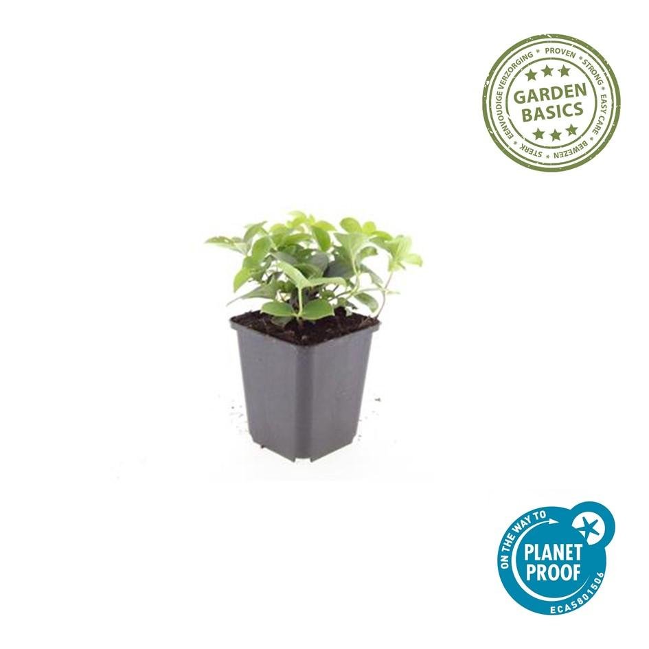 Cornus canadensis – Bodendeckender Hartriegel, 9 cm Topf, 10–25 cm - Green Guardia - Ihr Experte für Schädlinge und Pflanzen