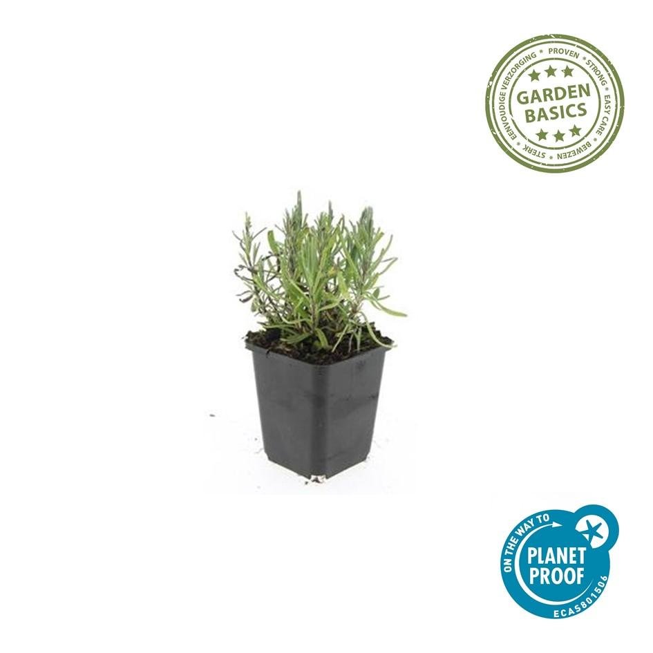 Echter Lavendel ‘Munstead’ (Lavandula angustifolia) – 10–25 cm, Ø9 cm - Green Guardia - Ihr Experte für Schädlinge und Pflanzen