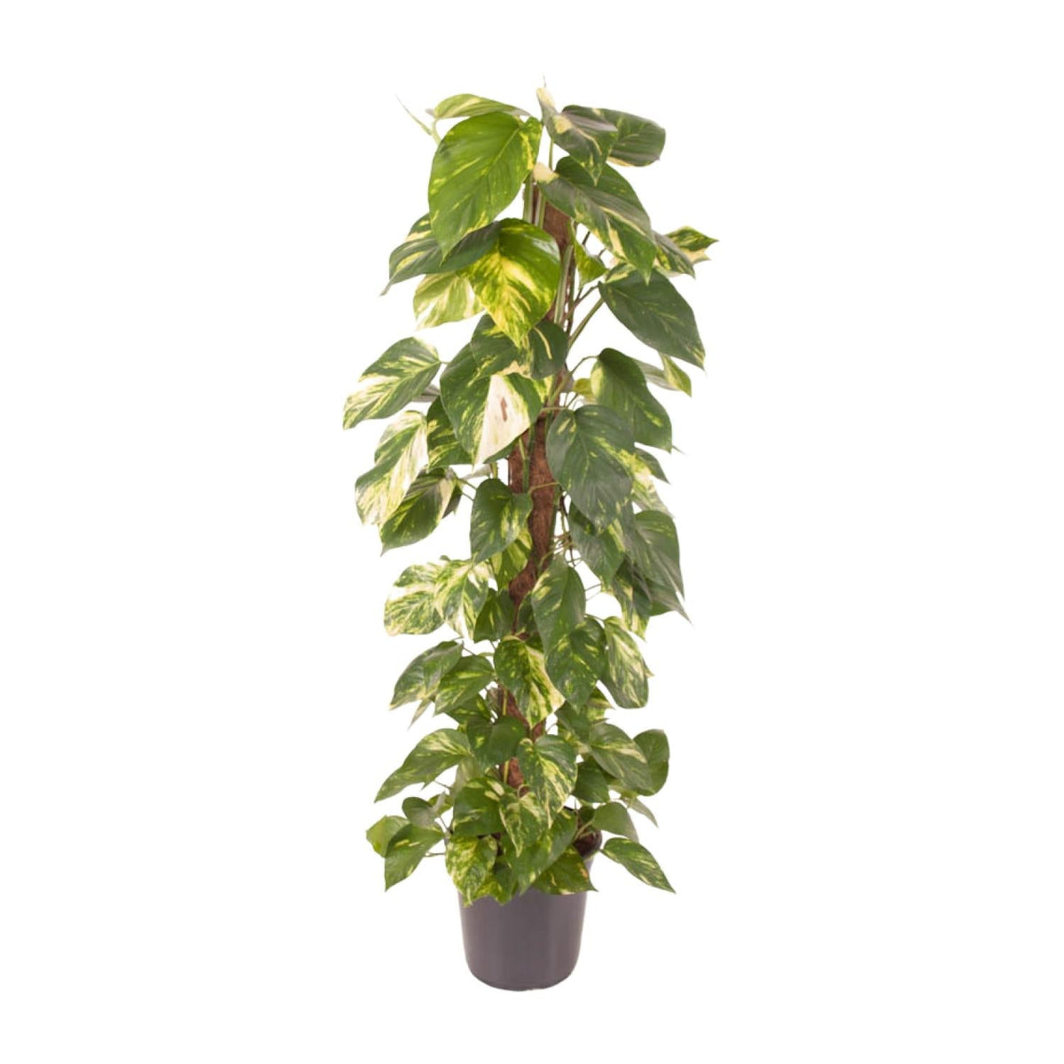 Epipremnum pinnatum – Efeutute – 24 cm Topf, 120 cm hoch - Green Guardia - Ihr Experte für Schädlinge und Pflanzen