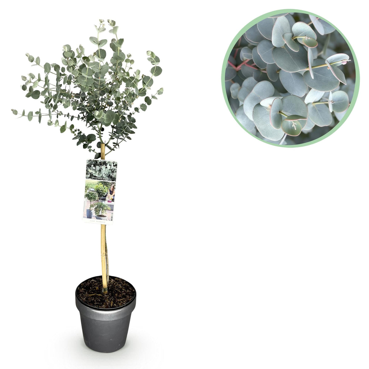 Eucalyptus gunnii ‚Azure‘ – immergrün & winterhart – graues Blatt – 19 cm Topf, ca. 90 cm hoch - Green Guardia - Ihr Experte für Schädlinge und Pflanzen