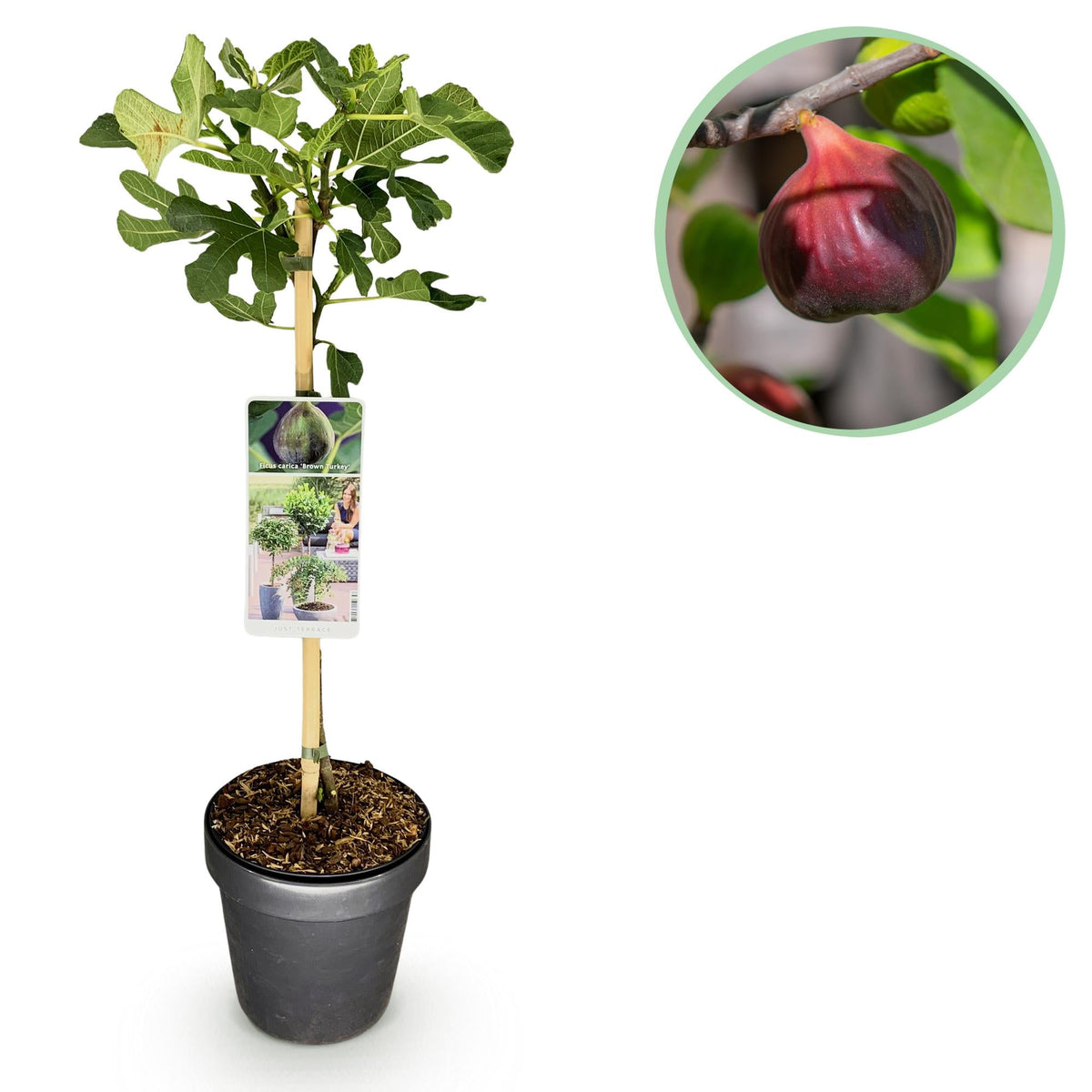 Feigenbaum „Brown Turkey“ (Ficus carica) – 19cm Topf, 90 cm hoch - Green Guardia - Ihr Experte für Schädlinge und Pflanzen