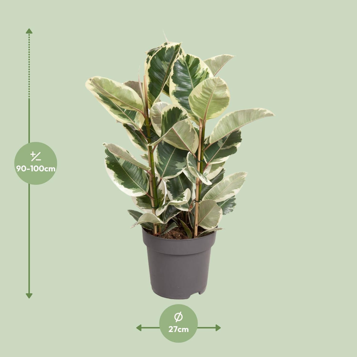 Ficus elastica ‘Tineke’ – 50–100 cm - Green Guardia - Ihr Experte für Schädlinge und Pflanzen