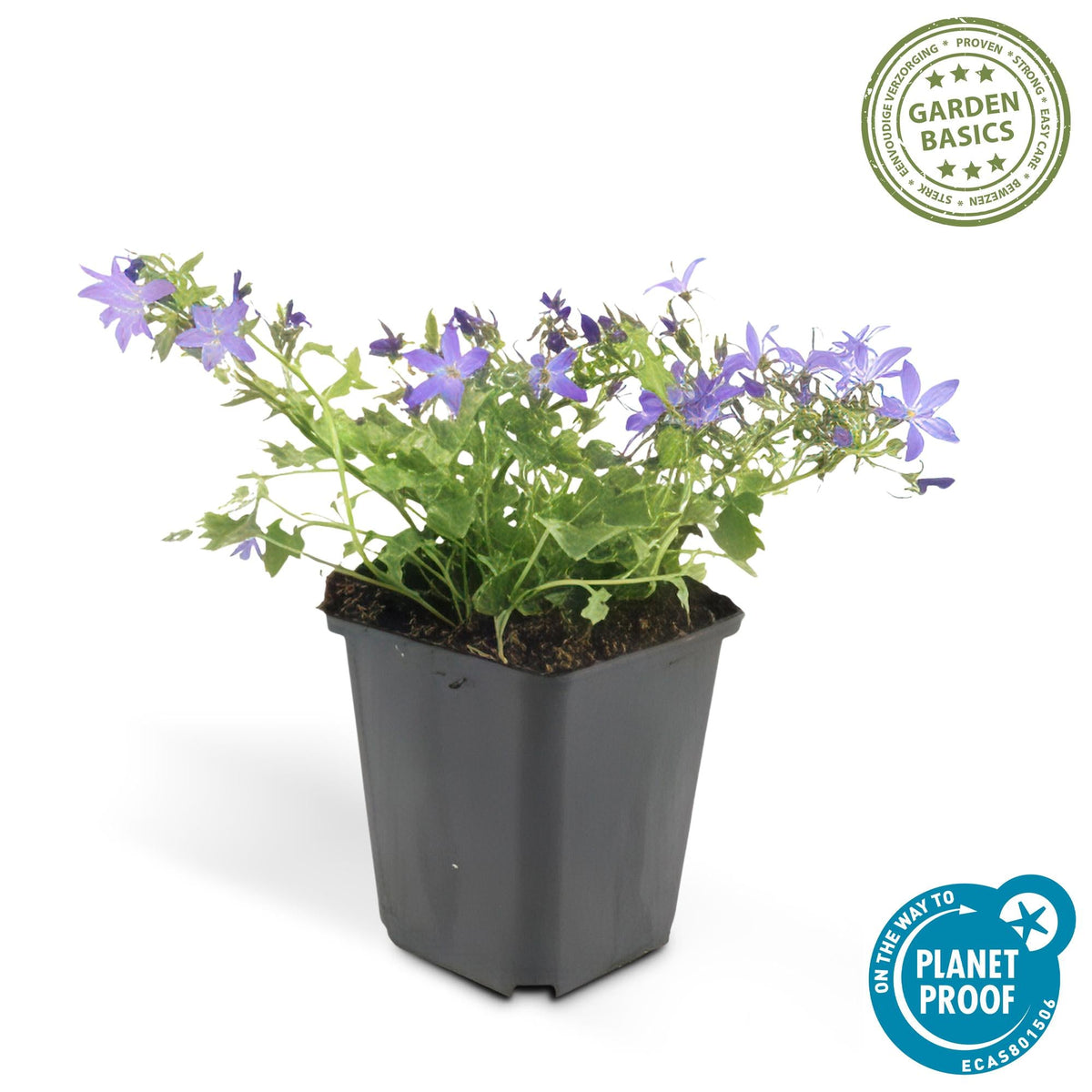 Glockenblume ‘Stella’ – kompakt wachsend, Ø9 cm, 10–25 cm hoch - Green Guardia - Ihr Experte für Schädlinge und Pflanzen