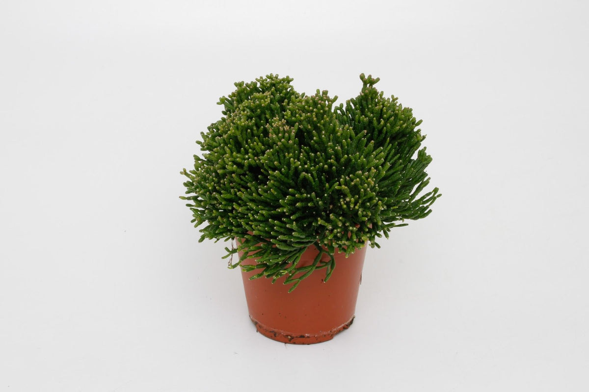Hatiora salicornioides – Rutenkaktus – 12 cm Topf, 15 cm hoch - Green Guardia - Ihr Experte für Schädlinge und Pflanzen