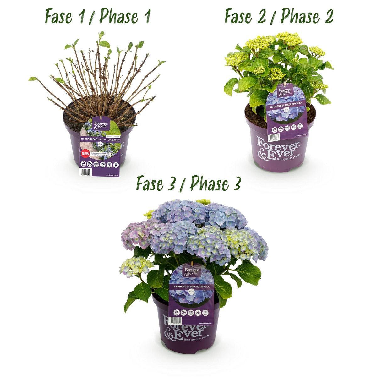 Hydrangea ‘Forever & Ever’ Blue – Hortensie, 7–12 Blüten – 23 cm Topf, 55 cm hoch - Green Guardia - Ihr Experte für Schädlinge und Pflanzen