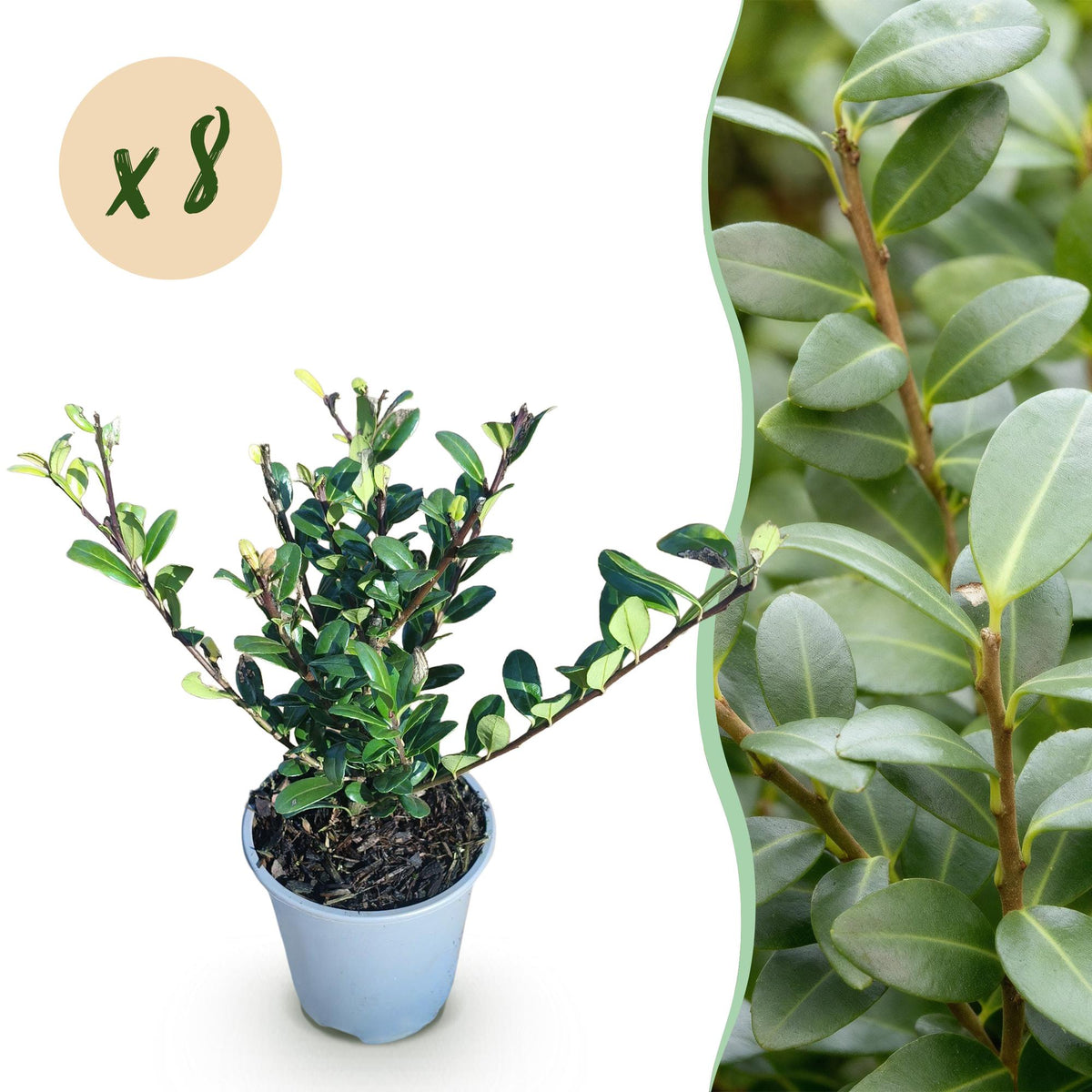 Ilex crenata ‘Caroline Upright’ – grünes Blatt – 8 Pflanzen – ca. 1 laufender Meter – immergrün – 9 cm Topf, 25–30 cm hoch - Green Guardia - Ihr Experte für Schädlinge und Pflanzen