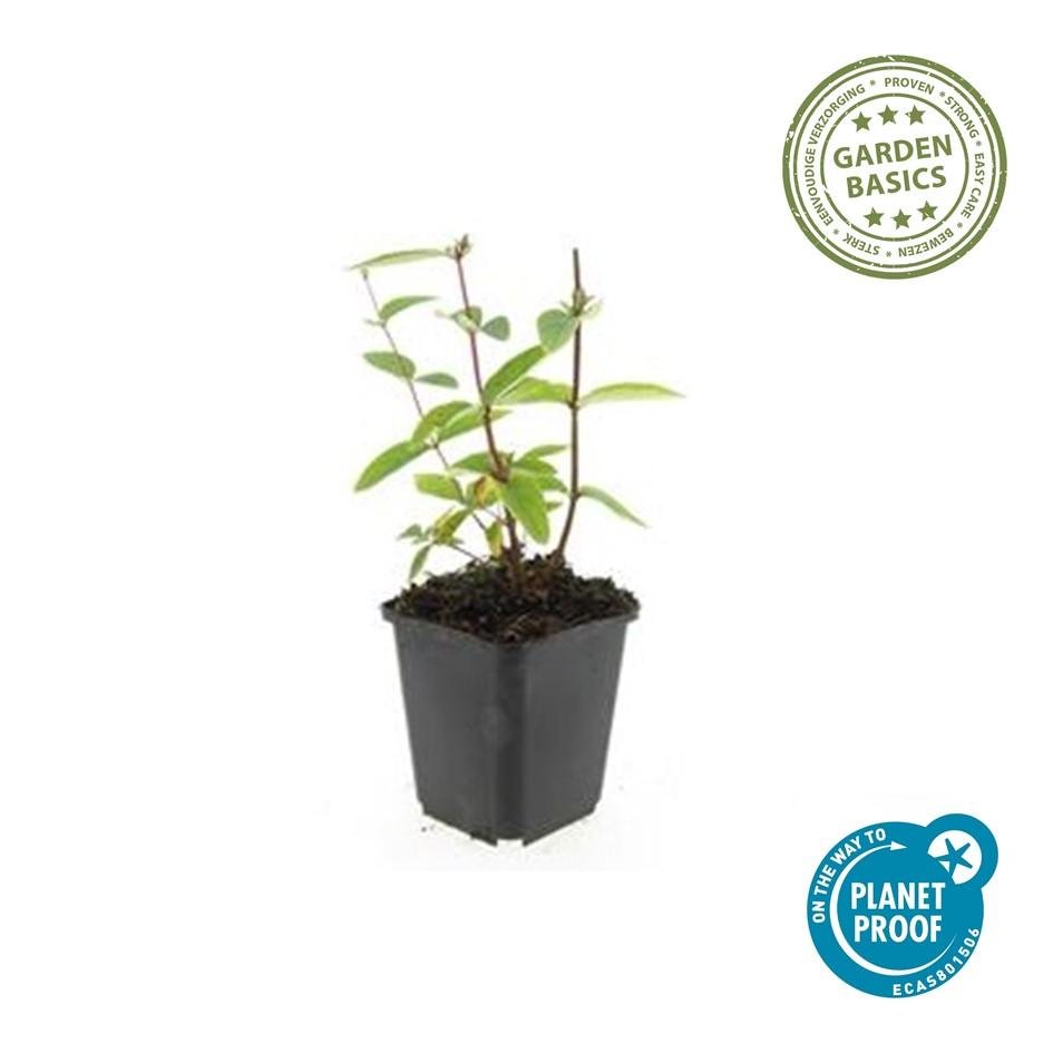 Johanniskraut ‘Annabel’ – Zierjohanniskraut, 9 cm Topf, 10–25 cm hoch - Green Guardia - Ihr Experte für Schädlinge und Pflanzen