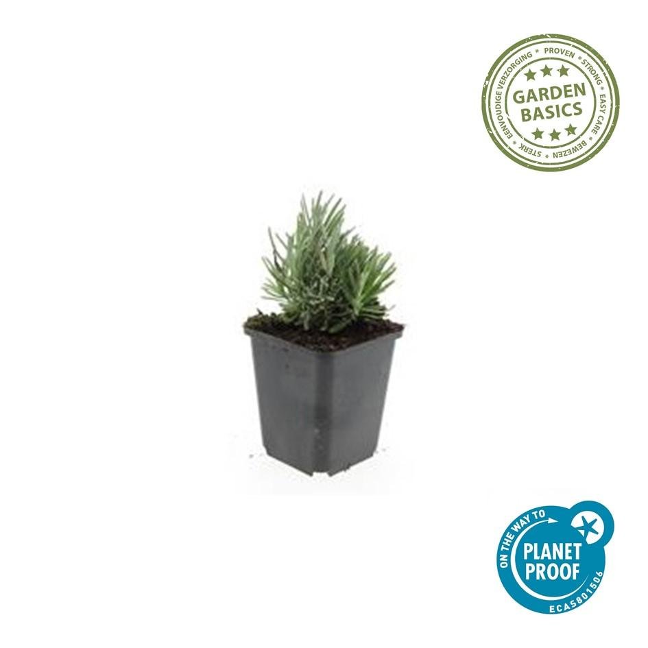 Lavendel ‚Dwarf Blue‘ (Lavandula angustifolia) – 10–25 cm, Ø9 cm - Green Guardia - Ihr Experte für Schädlinge und Pflanzen