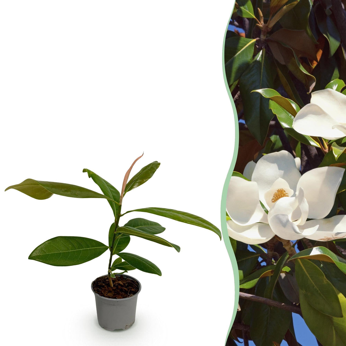 Magnolia grandiflora – immergrün & pflegeleicht – weiße Blüte – 12 cm Topf, ca. 30 cm hoch - Green Guardia - Ihr Experte für Schädlinge und Pflanzen