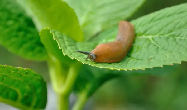 Nackschnecken
