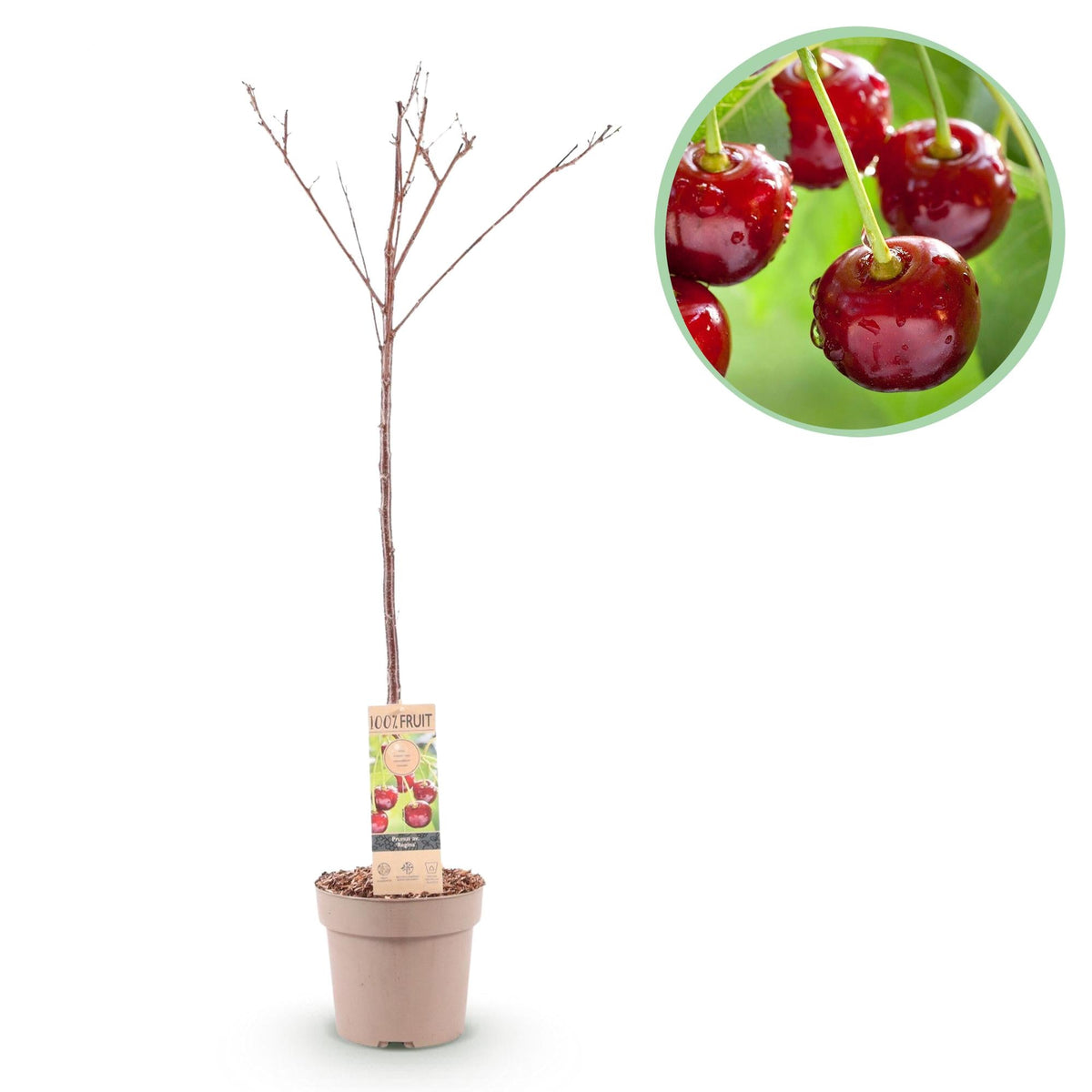 Obstpflanze Kirschbaum ‘Regina’ – rote Süßkirsche, Topf 21 cm, Höhe 90 cm - Green Guardia - Ihr Experte für Schädlinge und Pflanzen