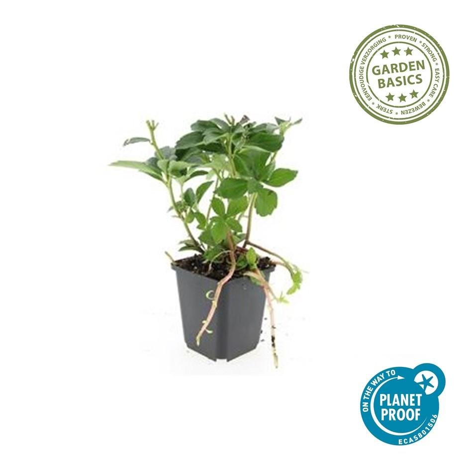 Pachysandra terminalis – immergrüner Bodendecker, 10–25 cm hoch - Green Guardia - Ihr Experte für Schädlinge und Pflanzen
