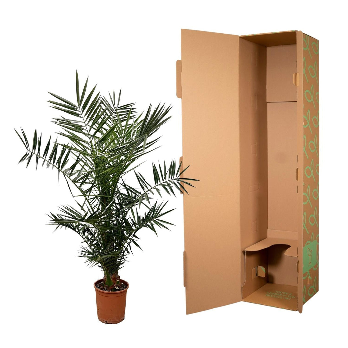 Phoenix Canariensis - 140 cm - 21cm Topf - Green Guardia - Ihr Experte für Schädlinge und Pflanzen