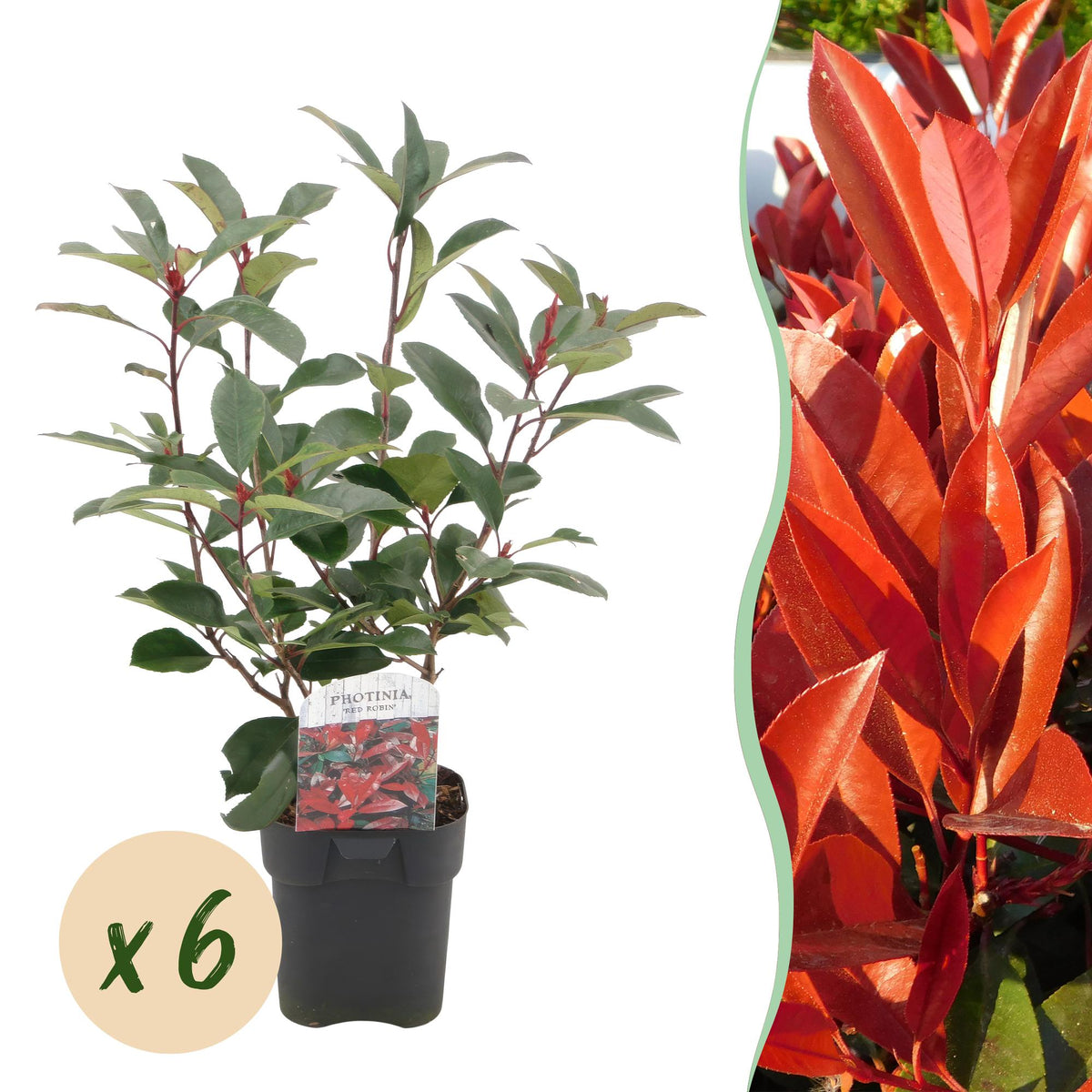 Photinia Fraseri ‘Red Robin’ – Glanzmispel, immergrün, 6 Pflanzen – 17 cm Topf, 50 cm hoch - Green Guardia - Ihr Experte für Schädlinge und Pflanzen