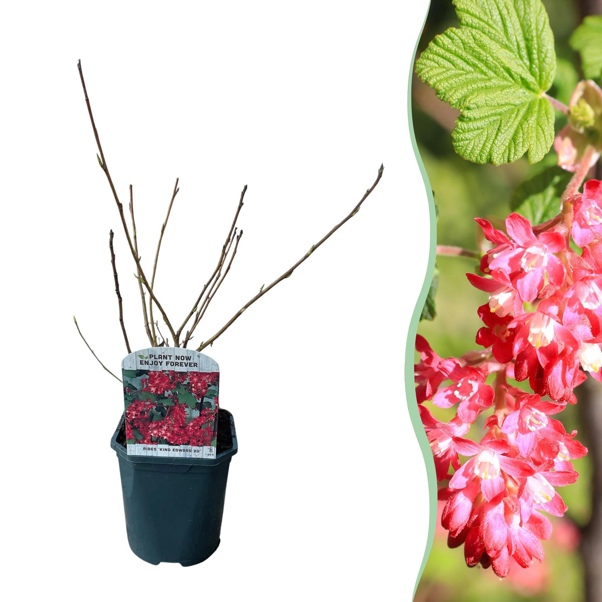 Ribes sanguineum ‘King Edward’ – laubabwerfend & pflegeleicht – rote Blüte – 17 cm Topf, ca. 45 cm hoch - Green Guardia - Ihr Experte für Schädlinge und Pflanzen