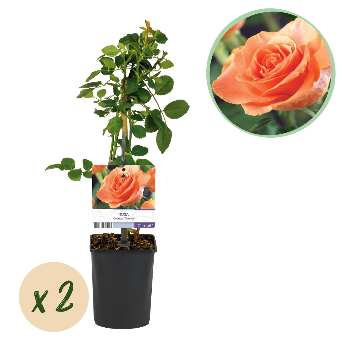 Rosa ‘Orange Climber’ – Kletterrose mit orangefarbenen Blüten, 2 Pflanzen, 40 cm Höhe - Green Guardia - Ihr Experte für Schädlinge und Pflanzen