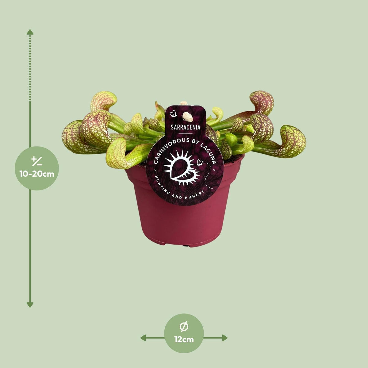 Sarracenia – Schlauchpflanze – verschiedene Sorten – 12 cm Topf - Green Guardia - Ihr Experte für Schädlinge und Pflanzen