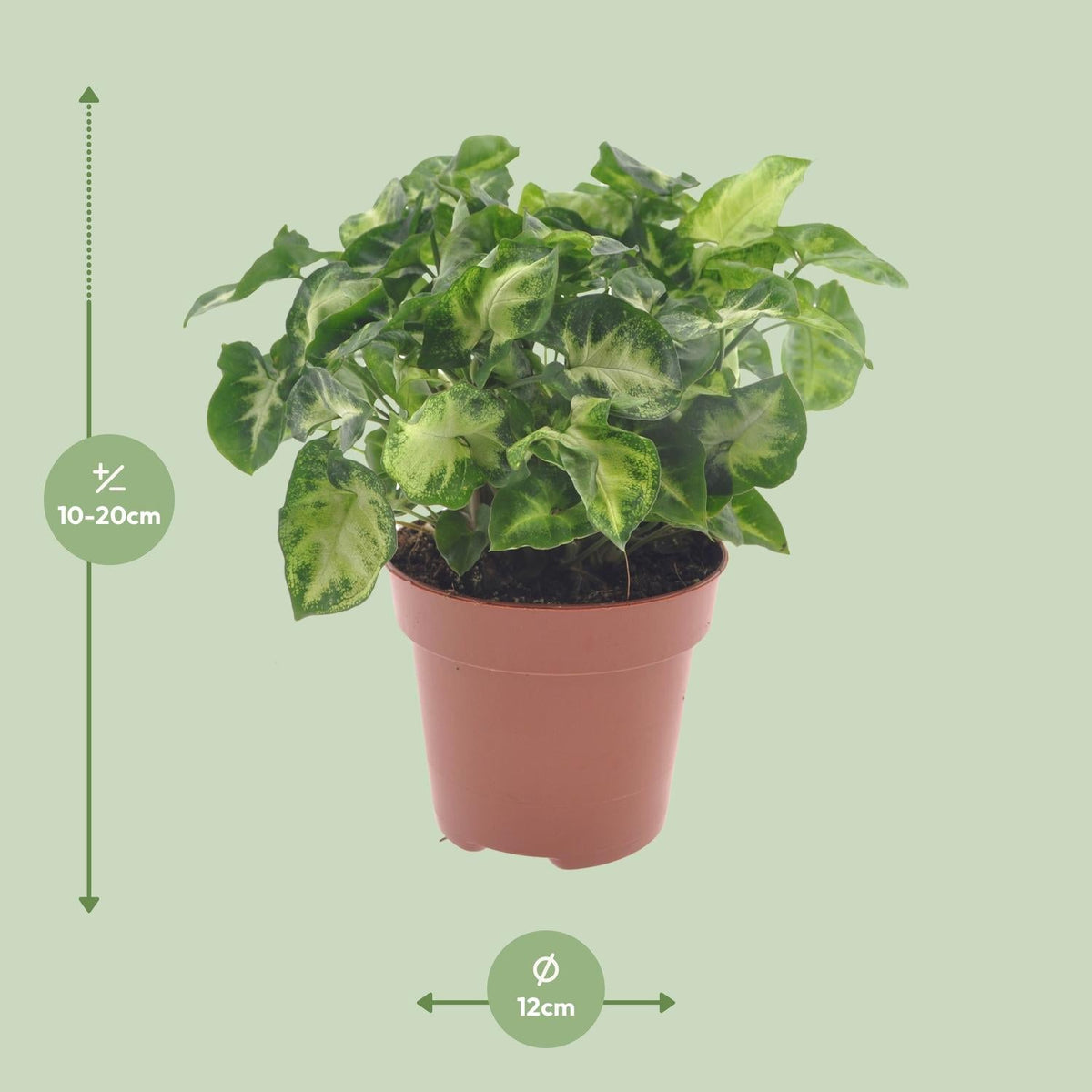 Syngonium ‘Pixie’ – Purpurtute - 20 - 30 cm - Green Guardia - Ihr Experte für Schädlinge und Pflanzen