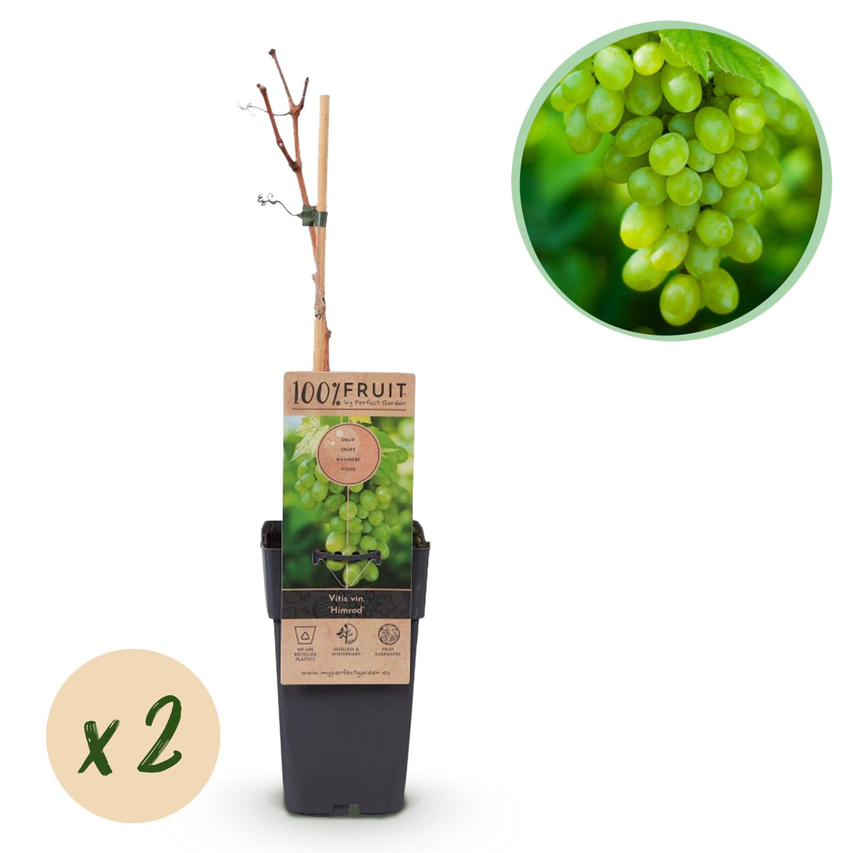 Vitis vinifera ‘Himrod’ – kernlose weiße Tafeltraube, 2 Pflanzen, 15 cm Topf, 50 cm Höhe - Green Guardia - Ihr Experte für Schädlinge und Pflanzen