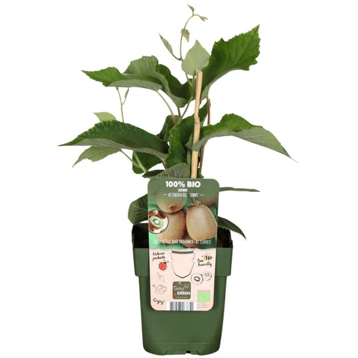 Bio-Kiwi pflegen – Standort, Rankhilfe & Tipps für eine reiche Ernte - Green Guardia - Ihr Experte für Schädlinge und Pflanzen