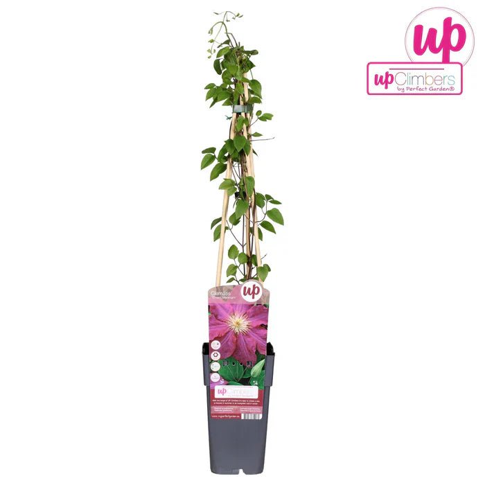 Clematis ‘Ernest Markham - Green Guardia - Ihr Experte für Schädlinge und Pflanzen