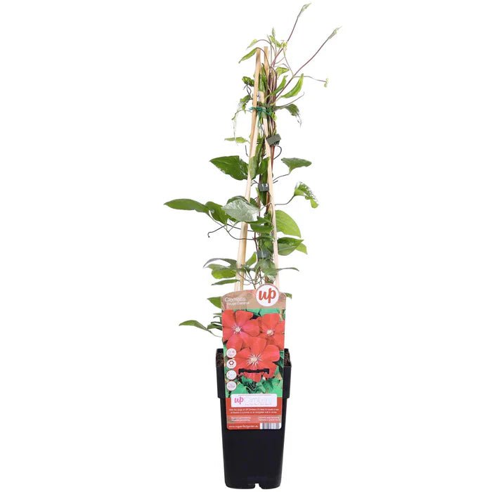 Clematis ‘Hagley Hybrid’ pflegen – Standort, Blüte & häufige Fragen - Green Guardia - Ihr Experte für Schädlinge und Pflanzen