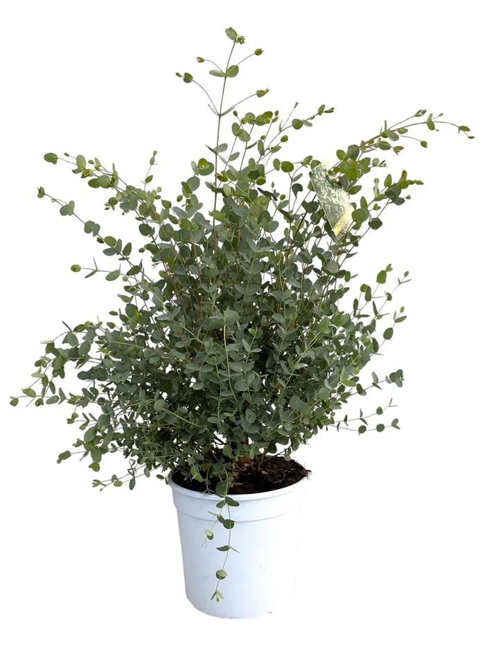 Eukalyptus Gunnii – Die blaugrüne Duftoase für dein Zuhause und den Garten - Green Guardia - Ihr Experte für Schädlinge und Pflanzen