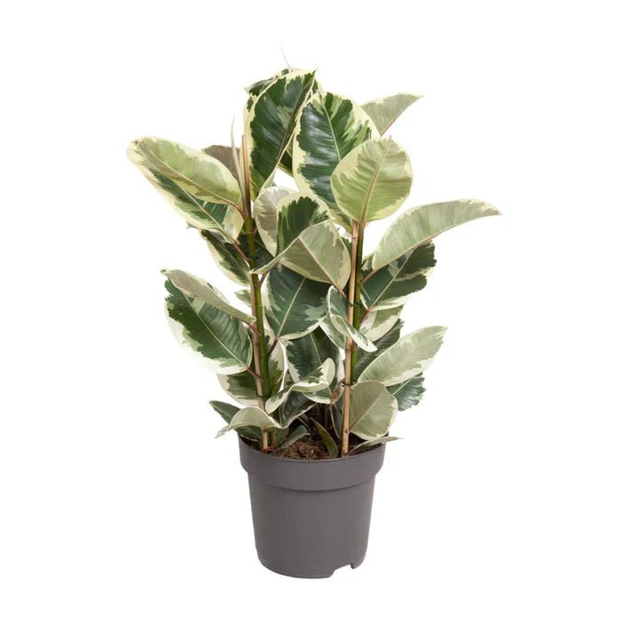 Ficus elastica ‘Tineke’ – Den bunten Gummibaum richtig pflegen: Tipps für Standort, Farbenpracht und Vitalität - Green Guardia - Ihr Experte für Schädlinge und Pflanzen