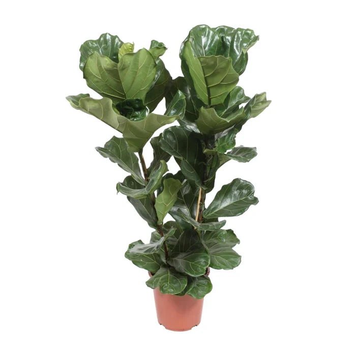 Ficus Lyrata – Die Geigenfeige richtig pflegen: Standort, Gießen & Experten-Tipps - Green Guardia - Ihr Experte für Schädlinge und Pflanzen