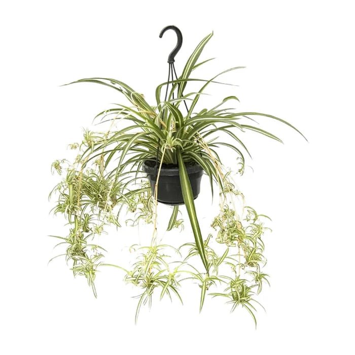 Grünlilie (Chlorophytum comosum) – Der ultimative Guide zu Pflege, Standort und Vermehrung - Green Guardia - Ihr Experte für Schädlinge und Pflanzen