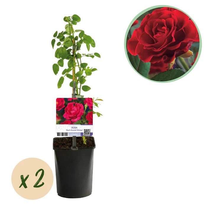 Kletterrose ‘Paul Scarlet Climber’ pflegen – Standort, Schnitt & Tipps für kräftige rote Blüten - Green Guardia - Ihr Experte für Schädlinge und Pflanzen
