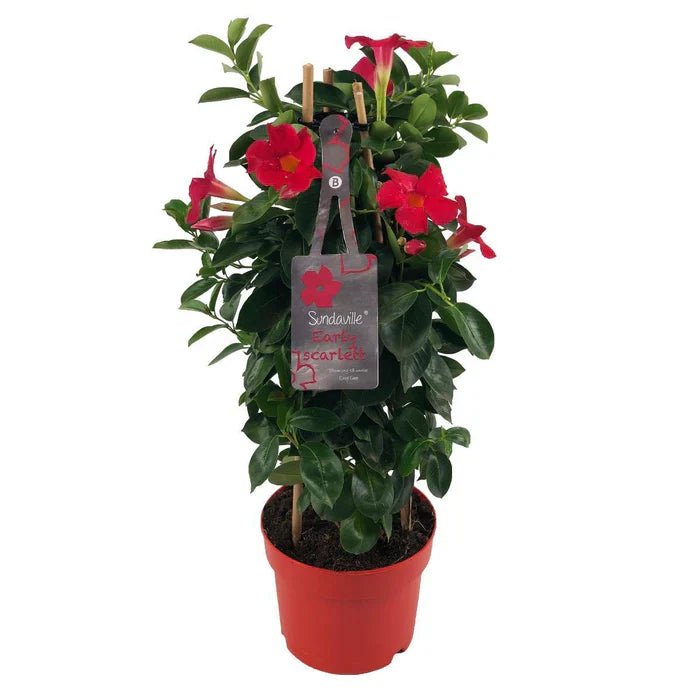 Mandevilla Sundaville Early Scarlet – Rote Blütenpracht für deinen Sommergarten - Green Guardia - Ihr Experte für Schädlinge und Pflanzen