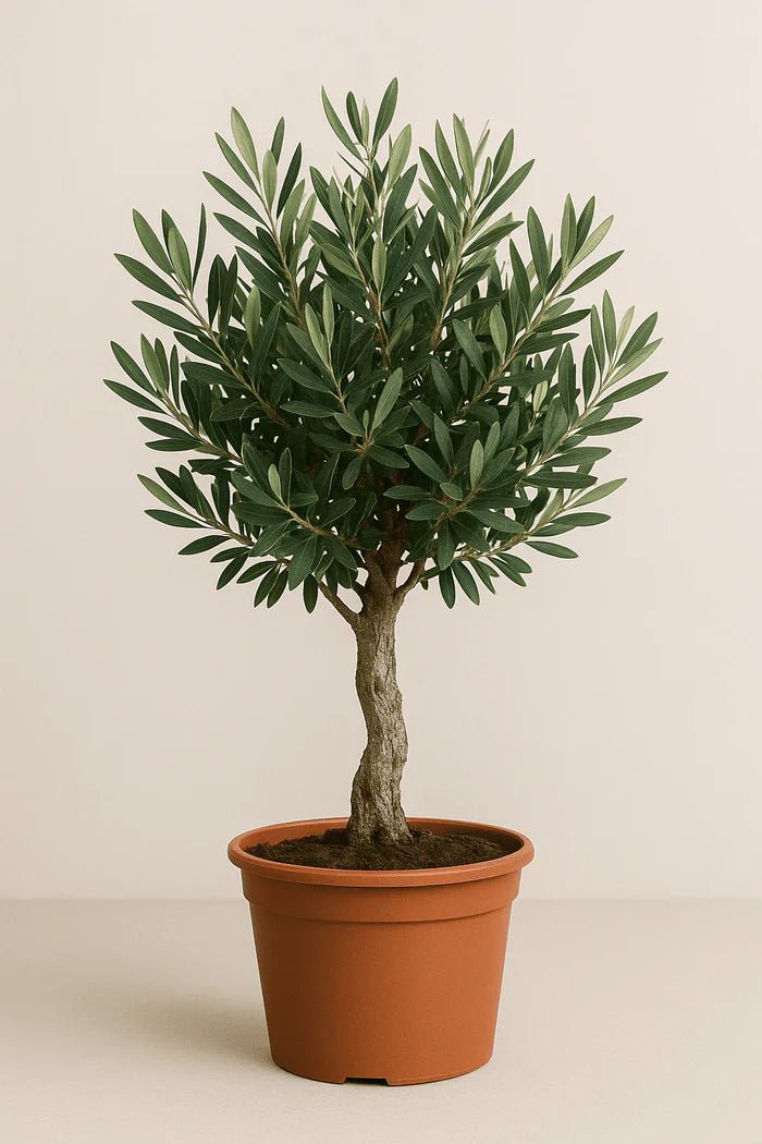 Olea europaea – Der Olivenbaum: Zeitlose Eleganz und mediterranes Flair für dein Zuhause - Green Guardia - Ihr Experte für Schädlinge und Pflanzen