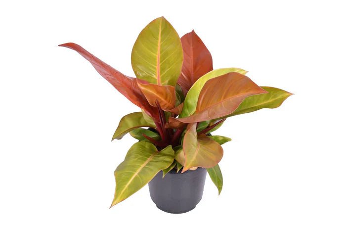 Philodendron Prince of Orange: Pflege, Standort & Tipps - Green Guardia - Ihr Experte für Schädlinge und Pflanzen