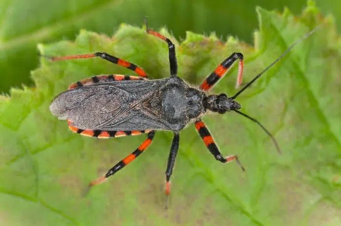 Raubwanzen: Ihre natürlichen Verbündeten gegen Schädlinge im Garten - Green Guardia - Ihr Experte für Schädlinge und Pflanzen